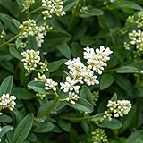 GreenboutiQ - Heckenpflanzen - Ligustrum ovalifolium - Blatt grün - 8 Pflanzen - 1 laufender Meter - immergrün - Topf 9cm Höhe 35-40cm