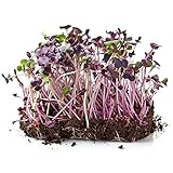300samen radieschen sprossen bio - dekopflanzen gemüsesaat kräuterpflanzen sprossensamen balkon exotische bio garten