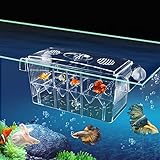 Fischzuchtkasten Ablaichkasten Aquarium, Acryl-Fisch-Isolationsbox mit Saugnäpfen Aquarium-Acclimation Hatchery Inkubator für Babyfische Garnelen Clownfische, Ablaichstation Aufzuchtbehälter Aquarium