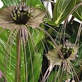 fledermausblume, zierblumen blumendeko wildblumen balkonblumen blumenwiese mehrjährig frühlingsblume, hochbeet winterharte deko balkon 80samen