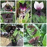 fledermausblume samen, seltene pflanzen, wohnzimmer deko gartenblumen, kräuterpflanzen steingartenpflanzen winterhart pflanzen für sonnige plätze balkon blumensamen mehrjährig 150pcs