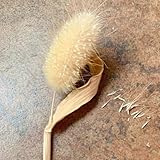 hasenschwanzgras bunny tails,samen ziergräser hochbeet samen gartendeko für draußen pflanzen deko herbst deko winterharte pflanzen für garten pflanzen für draußen winterhart pflanzen 55pcs