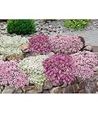 BALDUR-Garten Bodendecker-Set Thymian, 9 Pflanzen, Thymus serpyllum - praecox - praecox albiflorus, winterhart, mehrjährig, pflegeleicht, bienenfreundlich, intensiver angenehmer Duft