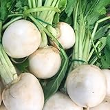 radieschen samen bio, gemüse samen, hochbeet samen rettich samen seeds, bio samen gemüse garten, garten hochbeet pflanze, alte sorten saatgut exotische pflanzen, gemüse frisch samen 50pcs