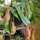 Nepenthes Samen, Nepenthes mirabilis, garten pflanzen Fleischfressende Pflanzen Kannenpflanze, fleischfressende pflanzen samen seltene pflanzen balkon pflanze, samen winterhart 350pcs
