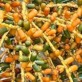 dattelpalme kaufen samen - pflanzen deko bonsai samen gewächshaus balkon bonsai exotische pflanzen bäume kaufen plants deko wohnzimmer balkon topfpflanzen draußen winterhart baumsamen 50pcs