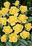'Laura Ford' -R-, Kletterrose im 4 L Container