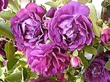 'Rosengarten Zweibrücken' -R-, Duft-Kletterrose im 4 L Container
