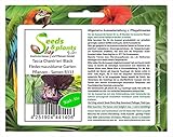 Stk - 10x Tacca Chantrieri Black Fledermausblume Garten Pflanzen - Samen B333 - Seeds & Plants Shop by Ipsa
