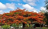 10 Samen Flammenbaum Delonix Regia, Flamboyant, Baum Samen