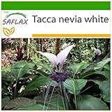 SAFLAX - Nepalesische Riesen - Fledermausblume - 10 Samen - Mit keimfreiem Anzuchtsubstrat - Tacca nevia white