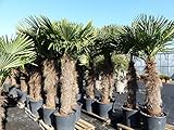 gruenwaren jakubik XXXXL 260-300 cm Trachycarpus fortunei 120 cm Stamm Hanfpalme, winterharte Palme bis -18°C