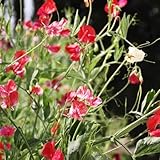 50samen wicken winterhart pflanzensamen blumendeko hochbeet balkon duftwicke blumensamen kräutergarten balkon winterfest, winterharte stauden, kräutersamen