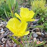 nachtkerze samen - blumensamen balkon, samen alte sorten nachtkerze samen bio topfpflanzen draußen winterhart, frühlingsblume wiesensaatgut, schattenpflanzen deko blumen, pflanzen 125pcs