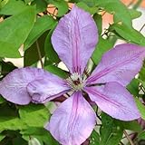 clematis frühlingsblumen hängepflanzen winterhart mehrjährig, frühblüher balkonblumen bonsai topf stauden winterhart mehrjährig, seltene 6zwiebeln