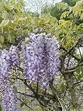 Blauregen Wisteria sinensis 3 Samen (Schöne blühende Kletterpflanze Winterhart)