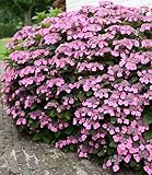 BALDUR Garten Hortensie 'Pink Lace',1 Pflanze, lange Blütezeit, bienenfreundlich, winterhart, mehrjährig, reichblühend, ideal für Beet & Kübel