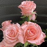 rosensamen kletterrosen duftend - topfpflanzen für draußen steingarten pflanzen dekopflanzen gartenpflanzen winterhart blumen für balkon bodendecker samen winterhart indoor plants 250pcs