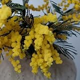 seidenbaum winterhart schlafbaum winterharte kübelpflanzen vachellia farnesiana balkonpflanzen, frühlingsblumen garten gartenpflanzen 100samen