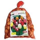Tulipa Darwin Mix – 100 Stück Blumenzwiebeln, farbintensive Darwin-Hybriden, großblütig, winterhart & wetterfest – ideal für Beet, Kübel & Schnittblumen