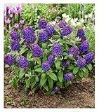 BALDUR Garten Zwerg-Schmetterlingsflieder 'Little Rockstars®' purple,1 Pflanze, mehrjährig - winterhart, pflegeleicht, bienenfreundlich, Zwerg-Flieder für Kübel, blüht monatelang, duftet herrlich