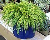 Chamaecyparis pisifera filifera nana - Grüne Fadenzypresse - immergrüne winterharte Konifere 19 cm Topf