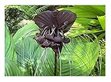 Stk - 5x Tacca Chantrieri Black Fledermausblume Garten Pflanzen - Samen B332 - Seeds & Plants Shop by Ipsa