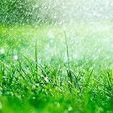 rasensamen dekoration gartenpflanzen indoor garten zimmerbonsai bonsai wildkräuter hochbeett heilkräuter deko topf kräuterbeet winterharte kübelpflanzen 8000samen