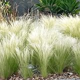 Sylter Ziergras Stipa tenuissima 'Pony Tails' im Topf (Ziergras Gräser Stauden winterhart) Federgras Engelshaargras - Ein Hauch der Nordsee in ihrem Garten (3)