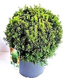 nicht fruchtende Eibe Taxus media Hillii 35-40 cm Kugel im 12 Liter Pflanzcontainer