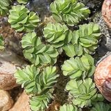 WASSERPFLANZEN WOLFF - Salvinia minima - Schwimmfarn - schwimmender Büschelfarn - Schutz für Fische - Tischdekoration