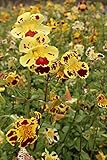 WASSERPFLANZEN WOLFF- 2er-Set - winterhart! - Mimulus tigrinus - getigerte Gauklerblume, gelb-rot gefleckt - Uferpflanze - winterhart Teichpflanze