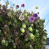 GlockenrebeSamen, stauden winterhart mehrjährig Cobaea scandens, gartenpflanzen bio balkonpflanzen 250pcs