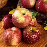 apfelbaum samen, obstbäume deko pflanzen bio saatgut stauden winterhart mehrjährig baumsamen exotische früchte säulenobstbäume pflanzen für balkon zwergobstbäume topf pflanze 50pcs