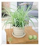 BALDUR Garten Chlorophytum Variegatum, 1 Pflanze, Luftreinigende Zimmerpflanze, unterstützt das Raumklima, Grünlilie Zimmerpflanze pflegeleicht, Grünpflanze, mehrjährig - frostfrei halten