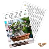 Exotische Kakteen Samen mit hoher Keimrate - Sukkulenten Samen Set für deinen eigenen wunderschön blühenden Kaktus (1x Wüstenrose)