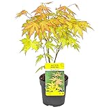 Bloomique - Acer Palmatum Orange Dream - Japanischer Ahorn - Orangefarbenes Laub - Gartenpflanzen - Winterhart - 20-30 cm Hoch - Topf 10,5 cm