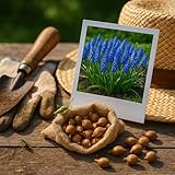 Exotenherz Blumenzwiebeln - Traubenhyazinthe Muscari Armeniacum (50 Stück) Durchmesser 8-9cm