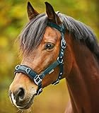 WALDHAUSEN Longierhalfter Economic, tannengrün, WB