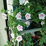 250samen zauberglöckchen blumensamen balkon wildblumen bodendecker winterhart balkonpflanzen deko garten blumendeko balkon exotische