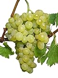 Arolanka – Bio-Tafeltraubenrebe für kühles Klima | frosthart & süß | große goldgelbe Trauben | robust & pflegeleicht | EG-ÖKO 2018/848 | Rebschule Vitiserve (Franken)