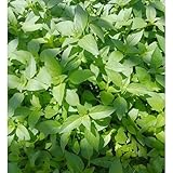 DAMAICHUHAI 500 Katzenminze Samen, Geeignet Für Balkonkübel Und Hausgärten. Keimt Schnell Und Ist Leicht Zu Züchten. Kann Gegessen Und Als Gewürz Verwendet Werden. Hohe Stressresistenz.