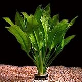 Lebende Aquarium-Pflanze „Echinodorus bleheri'