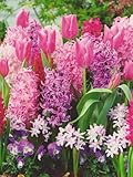 Blumenzwiebel Paket in rosa/lila/blau mit 130 Zwiebeln Tulpenzwiebeln Schneeglanz Hyazinthen Muscari
