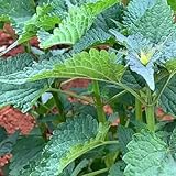 PatchouliSamen - balkonpflanzen grünpflanzen wildkräuter kräutersamen steingartenpflanzen winterhart exotische alte sorten nachhaltige produkte 50pcs