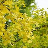 ginkgo baum samen, hochbeete für garten baum pflanzen garten baumsamen balkonpflanzen winterhart balkon deko seltene pflanzen exotische samen kräuter samen bonsai samen kräutersamen 30pcs