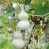 Flaschenkürbis kräutersamen gemüsepflanzen gemüsebeet gartenpflanzen kalebassen hochbeete für garten, winterharte kübelpflanzen exotische winterhart, 10samen