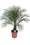 Phoenix Roebelenii Palme – ca. 110 cm Höhe, Zimmer- & Gartenpflanze – Pflegeleichte Zwerg-Dattelpalme für Innen & Außen
