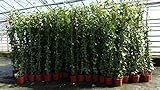gruenwaren jakubik 4 Stück Efeu Pflanze Hedera helix 180-200 cm Pyramide Säule winterhart Kletterpflanze Hecke Sichtschutz blickdicht