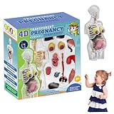 Menschliches Körpermodell für Kinder, 21, 6 cm, abnehmbar, Anatomie Einer schwangeren Frau, Kunststoff, frühes Lernspielzeug, Bildung, menschliche Anatomie